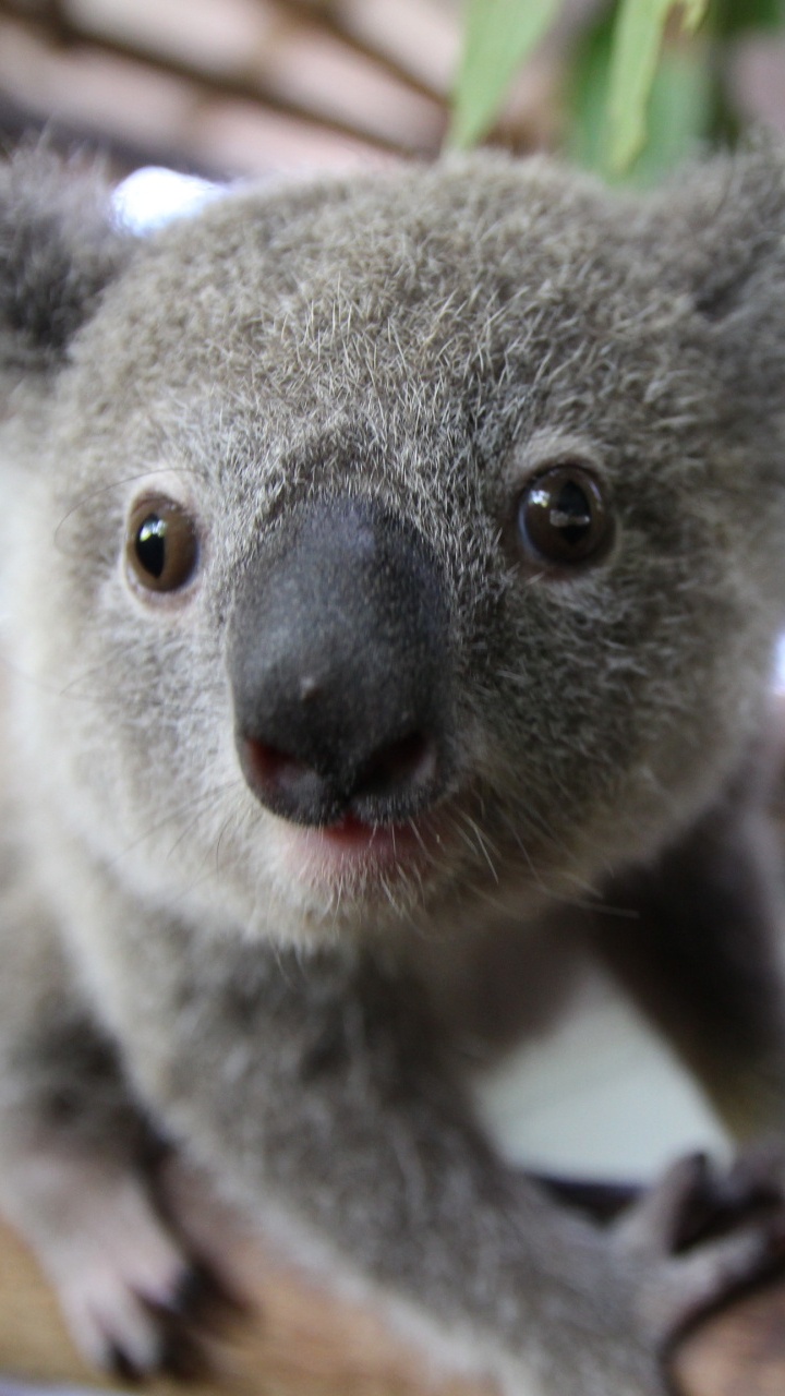 Обои Коала, привлекательность, наземные животные, сумчатое животное, морда в разрешении 720x1280