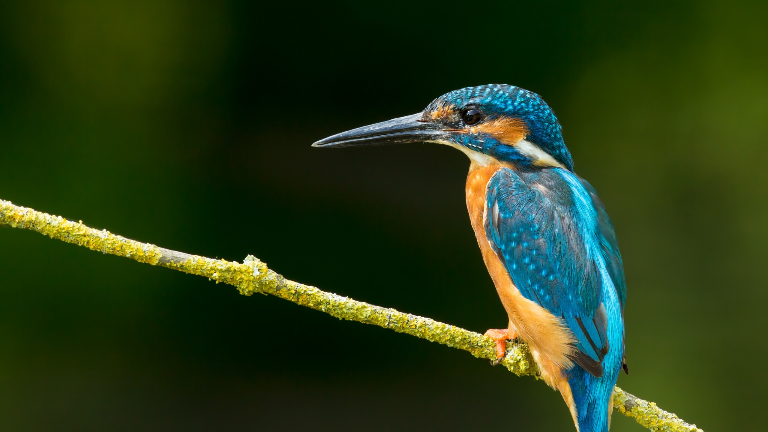 Обои птица, клюв, живая природа, ракшеобразных, jacamar в разрешении 2560x1440