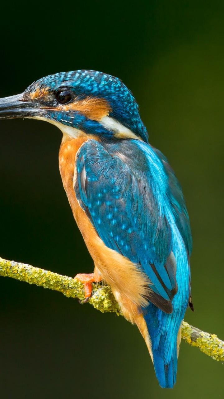 Обои птица, клюв, живая природа, ракшеобразных, jacamar в разрешении 720x1280