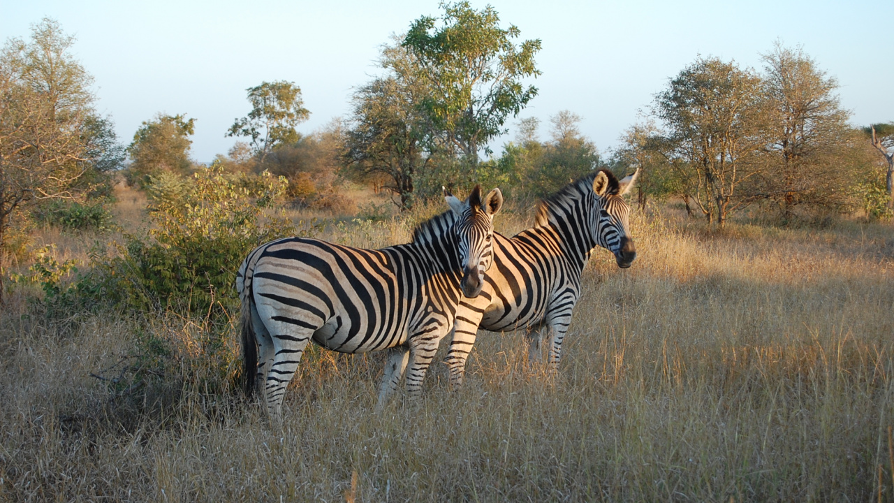 Обои национальный парк Крюгера, Южноафриканские Национальные Парки, национальный парк, сафари, парк в разрешении 1280x720