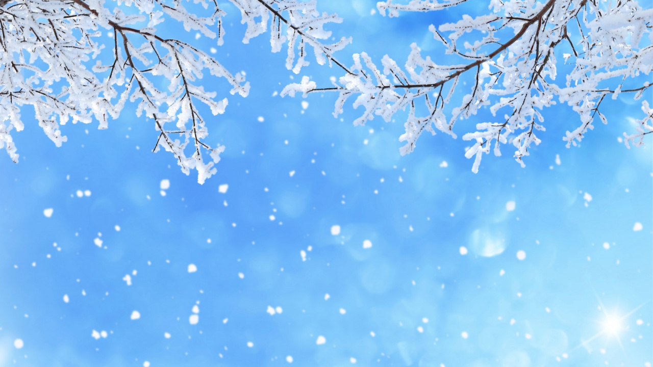 Обои снег, зима, синий, ветвь, дневное время в разрешении 1280x720