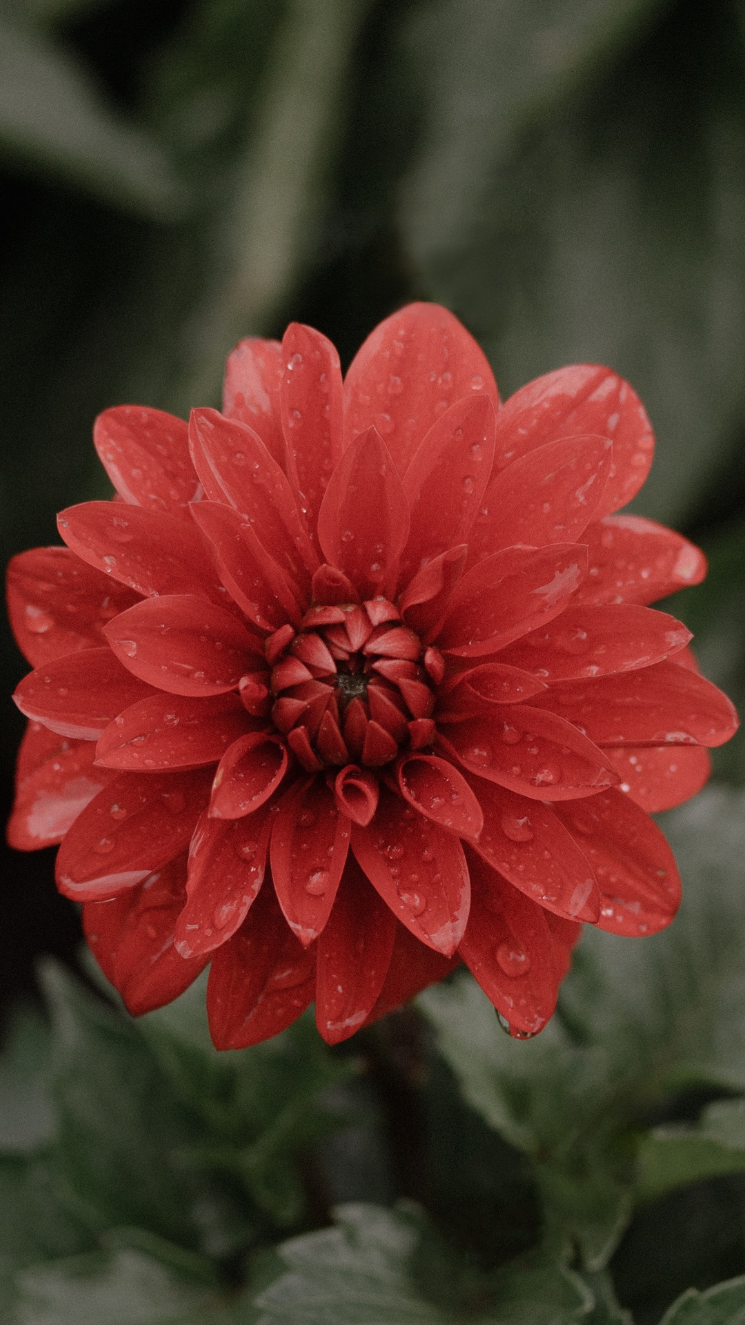 Обои цветок, цветочный букет, флористика, Роза, цветочный дизайн в разрешении 1080x1920