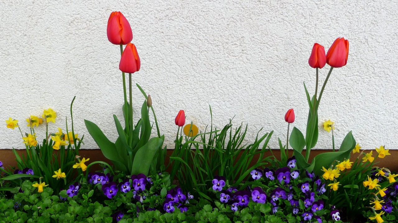 Обои анютины глазки, Нарцисс, цветковое растение, весна, цветение в разрешении 1280x720