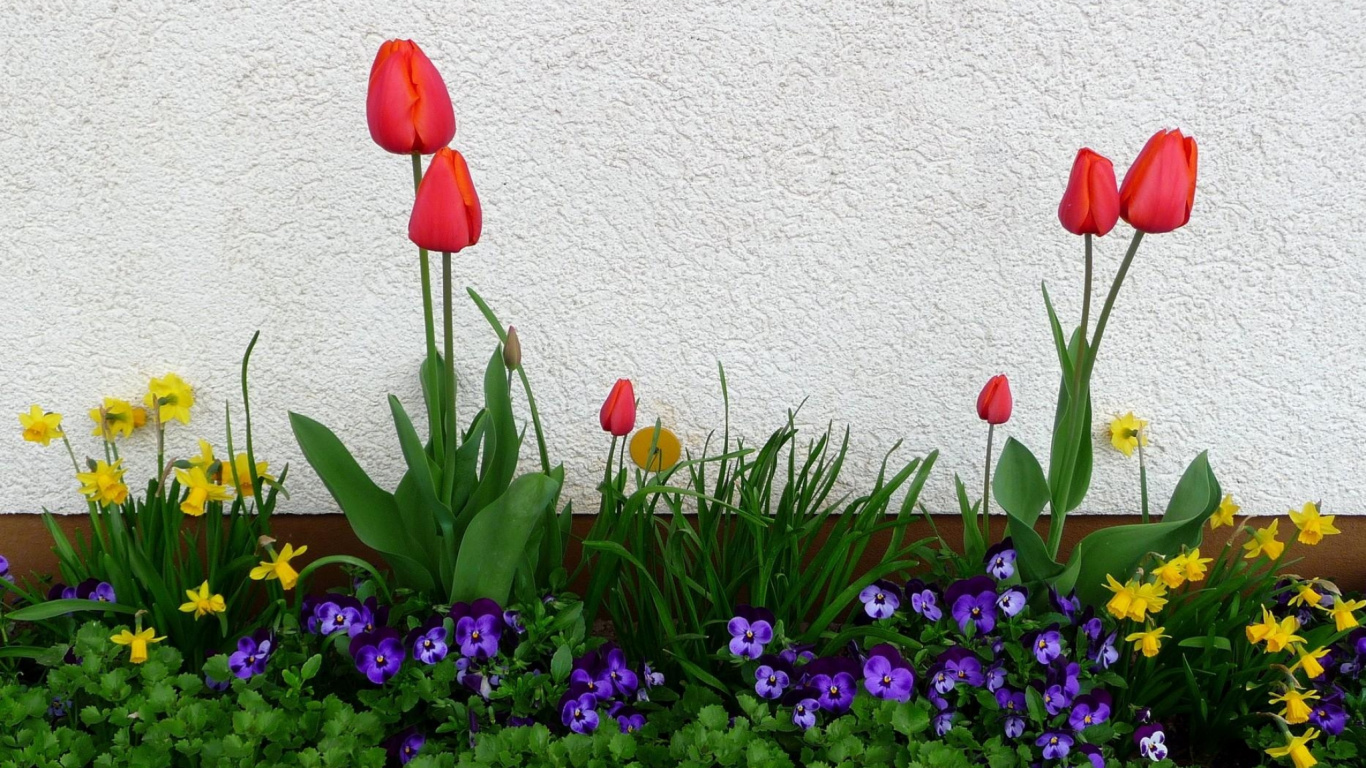 Обои анютины глазки, Нарцисс, цветковое растение, весна, цветение в разрешении 1366x768