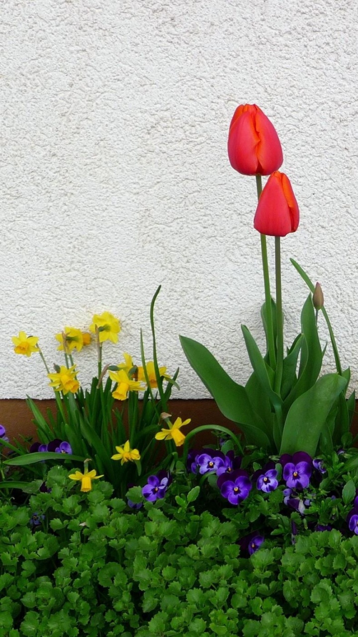 Обои анютины глазки, Нарцисс, цветковое растение, весна, цветение в разрешении 720x1280