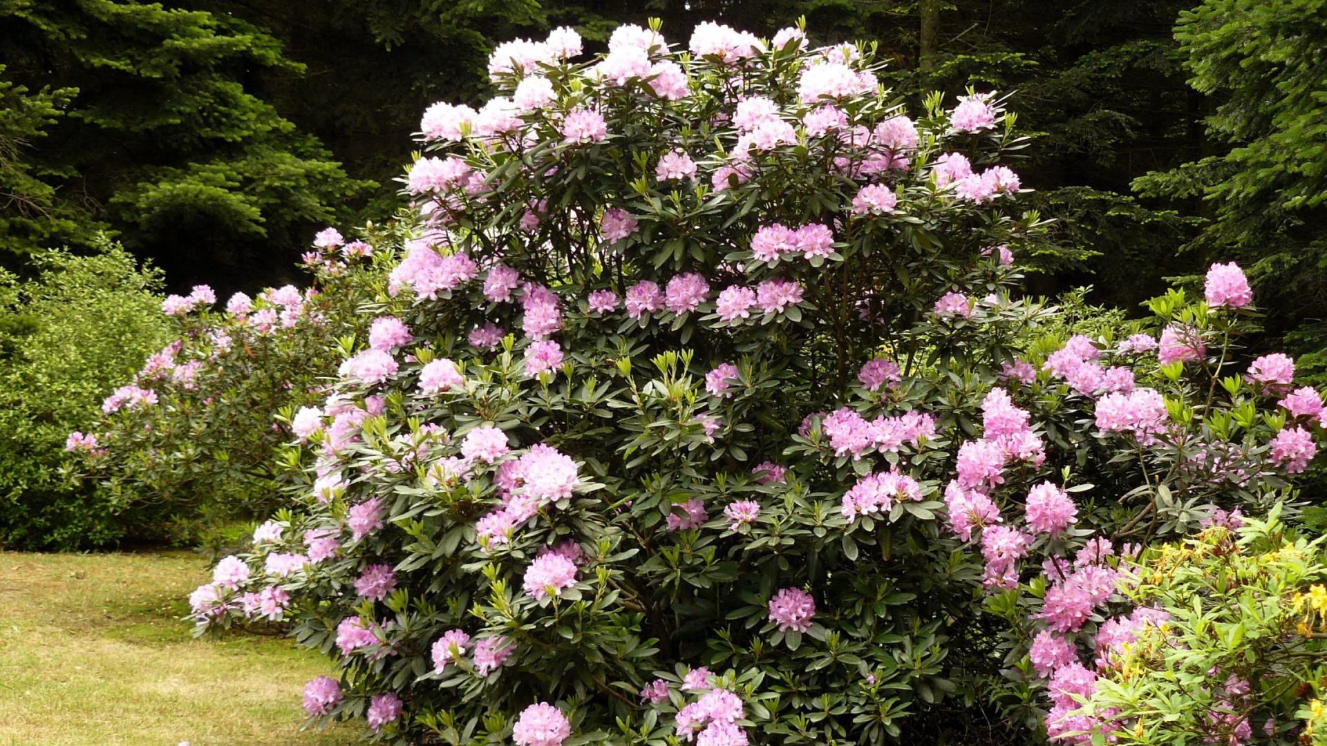 Обои Азалия, рододендрон, цветковое растение, древесные растения, дерево в разрешении 1920x1080