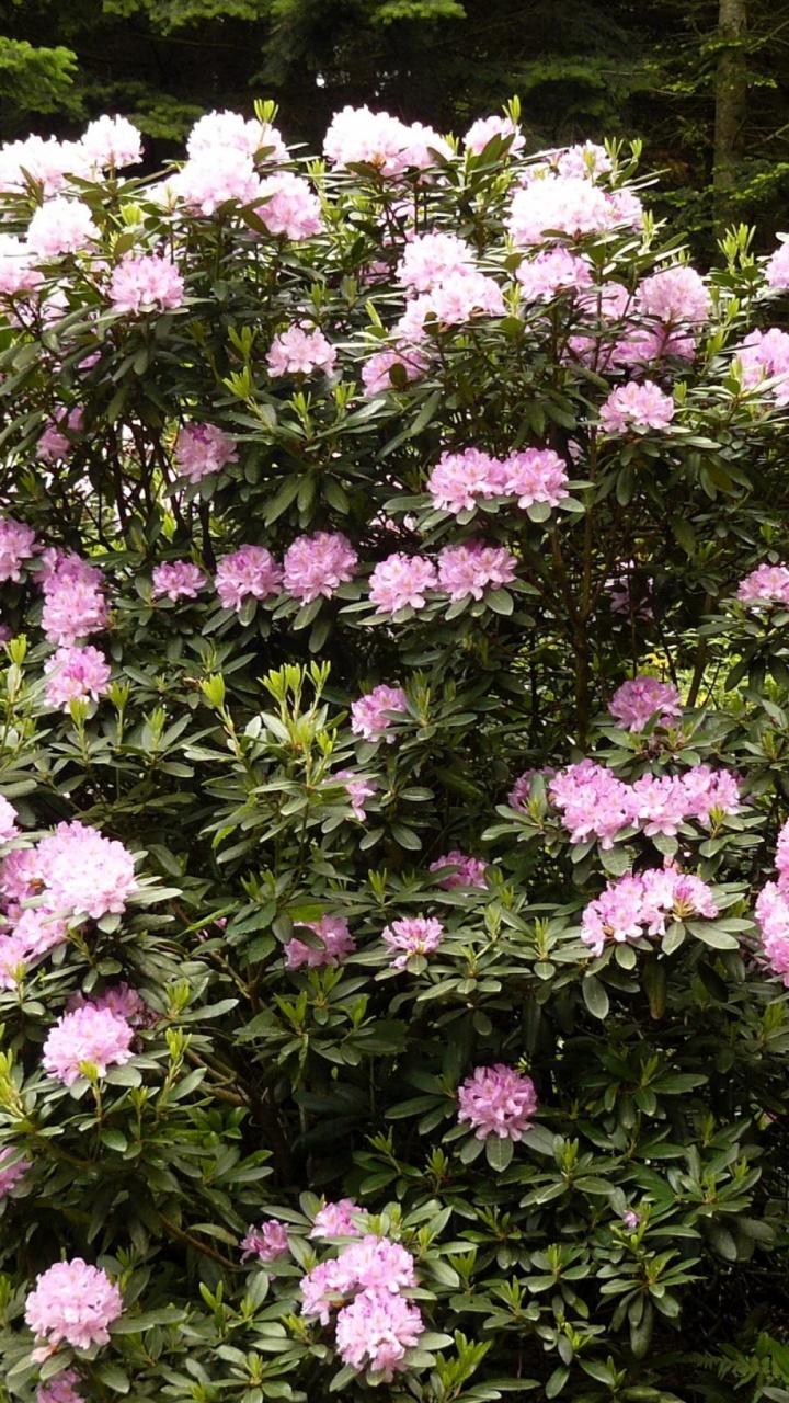 Обои Азалия, рододендрон, цветковое растение, древесные растения, дерево в разрешении 720x1280