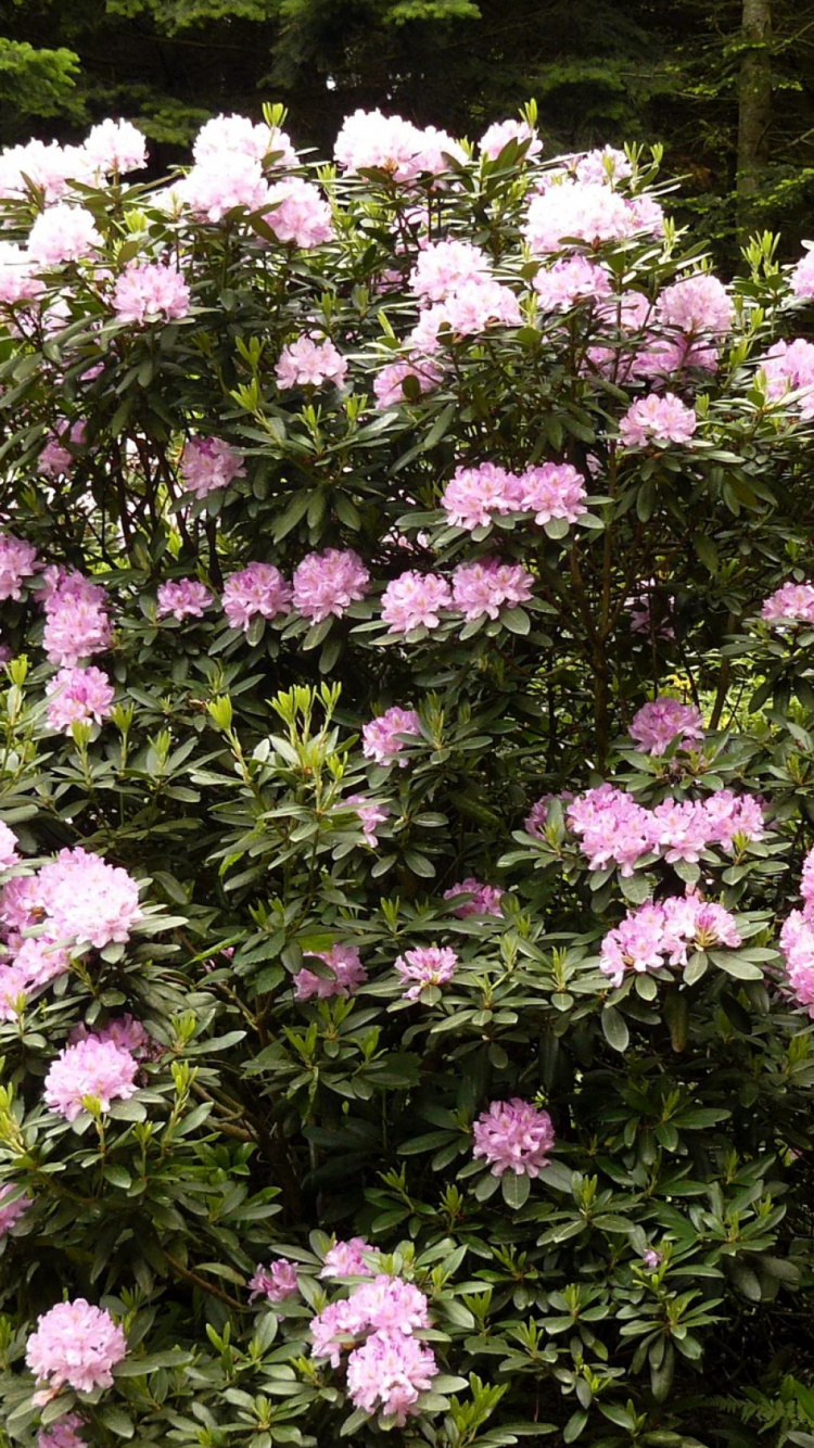 Обои Азалия, рододендрон, цветковое растение, древесные растения, дерево в разрешении 750x1334