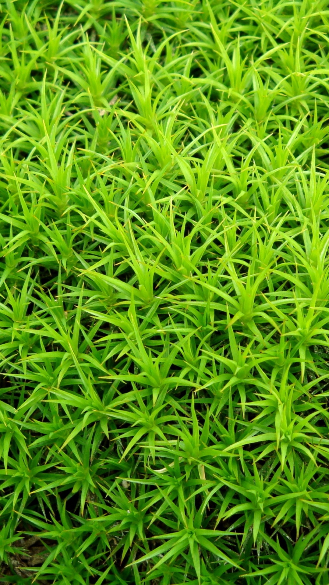 Обои рассада, водное растение, сосудистые растения, растение, почвопокровная в разрешении 1080x1920