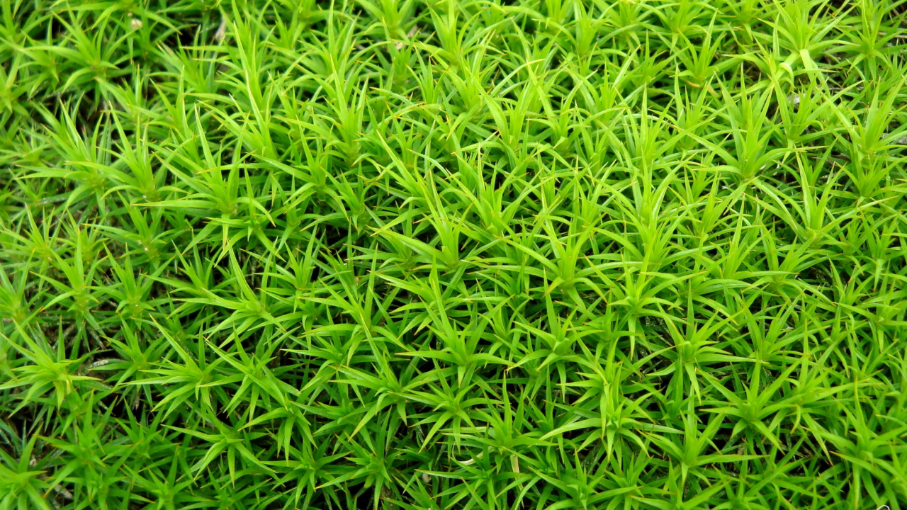 Обои рассада, водное растение, сосудистые растения, растение, почвопокровная в разрешении 1280x720