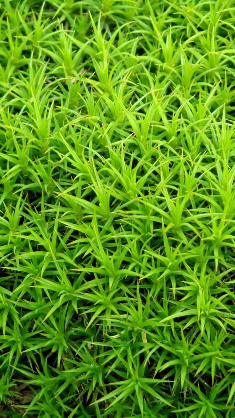 Обои рассада, водное растение, сосудистые растения, растение, почвопокровная в разрешении 750x1334