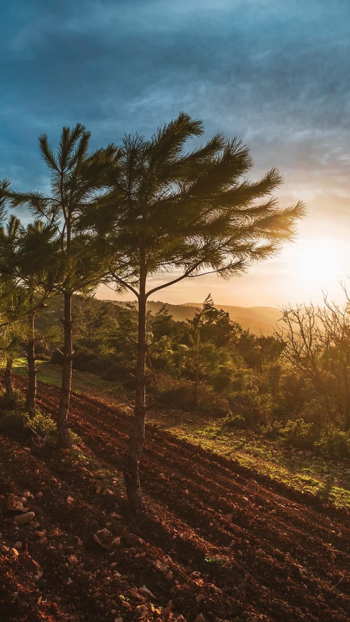 Обои природа, дерево, утро, облако, закат в разрешении 720x1280