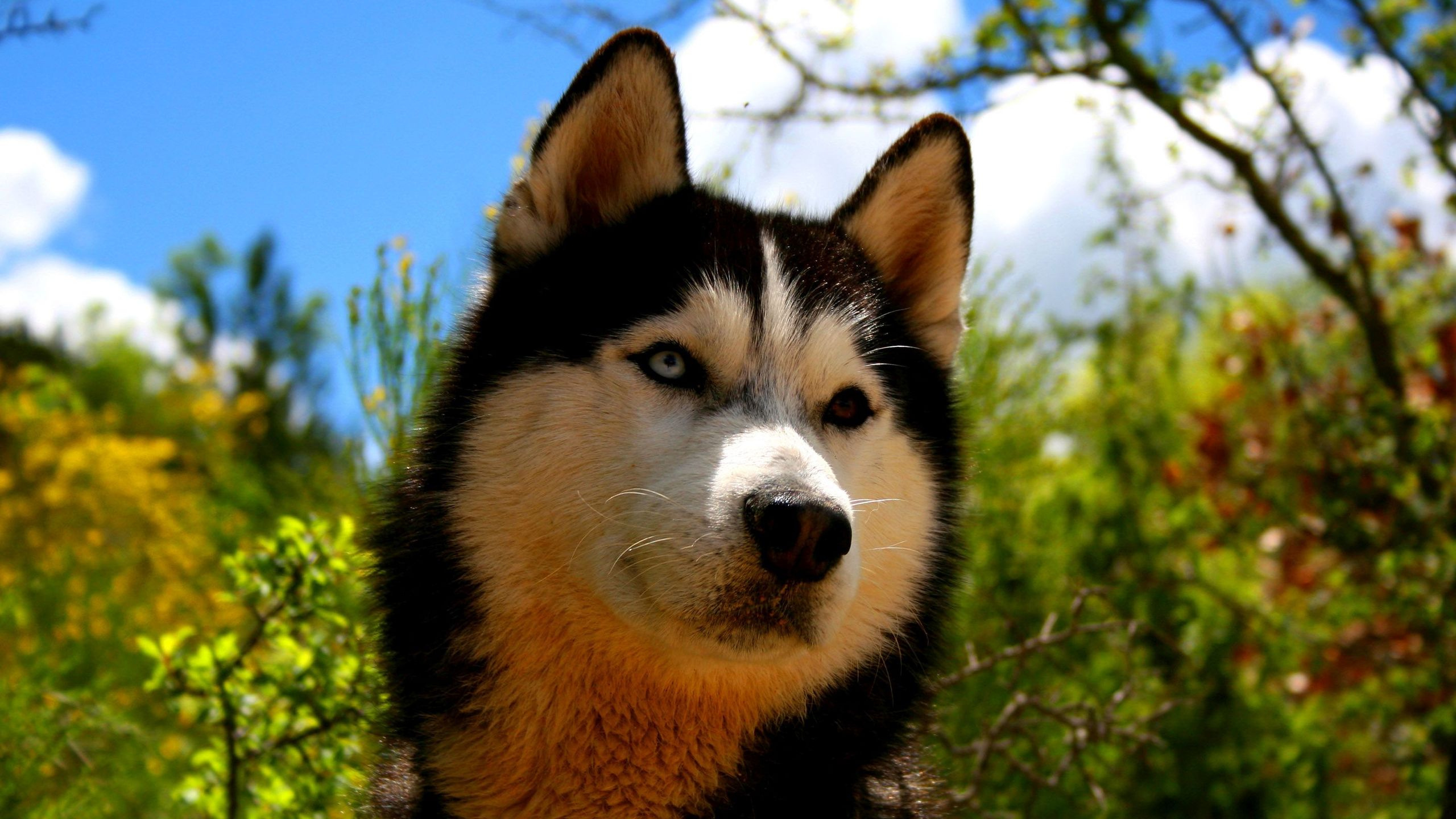 Обои Сахалинская хаски, Себирская Хаски, аляскинский маламут, собака породы, хаски в разрешении 2560x1440