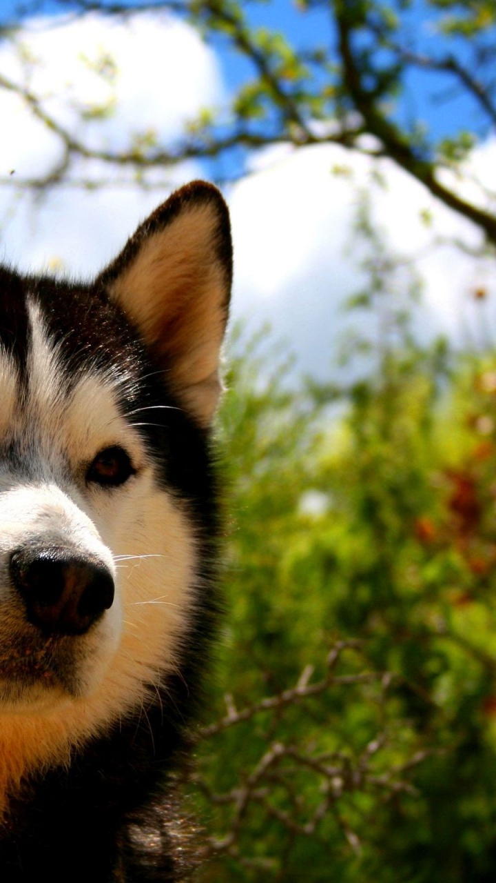 Обои Сахалинская хаски, Себирская Хаски, аляскинский маламут, собака породы, хаски в разрешении 720x1280