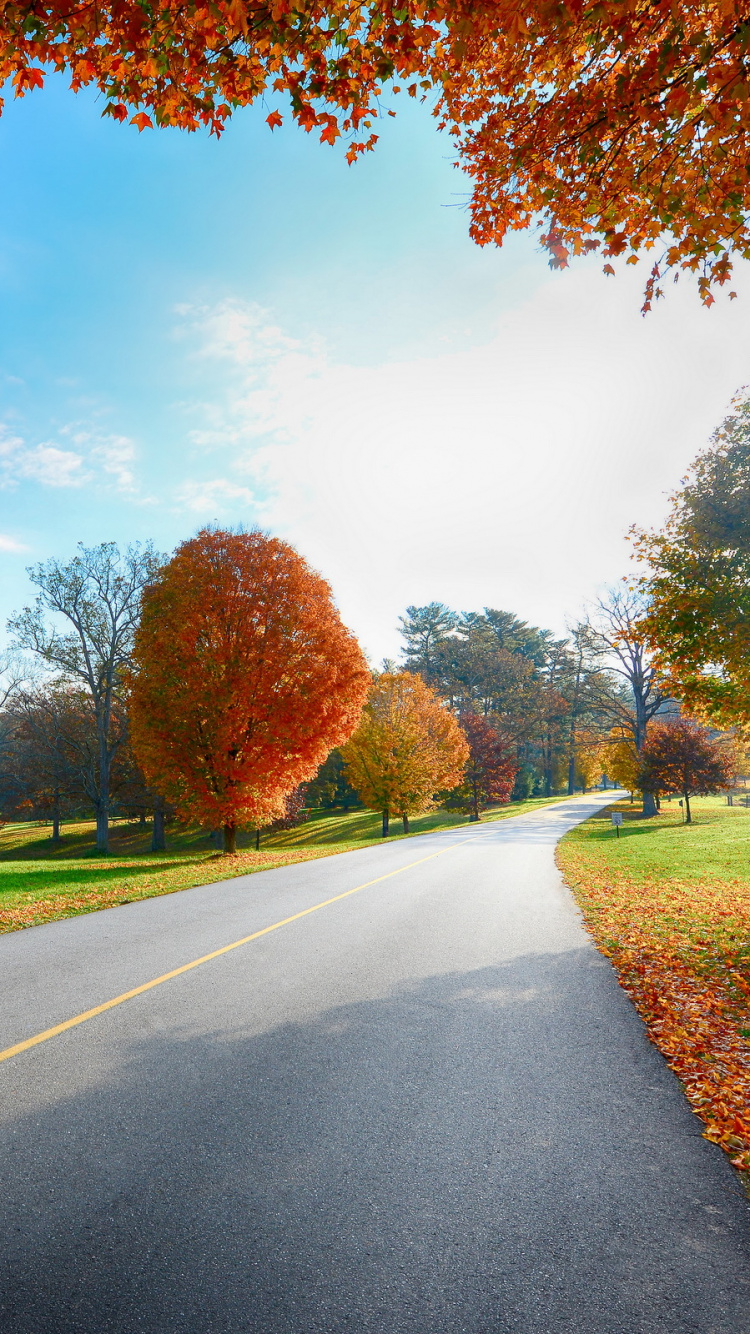 Обои природа, дорога, лист, дерево, осень в разрешении 750x1334