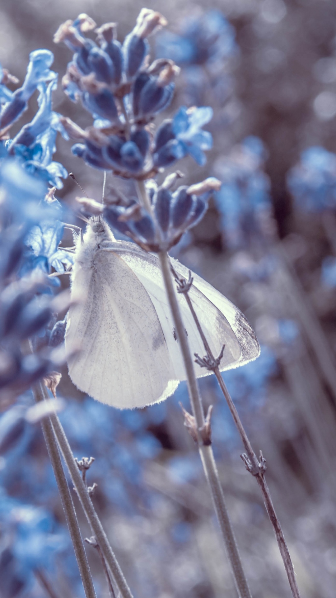 Обои лаванда, бабочка, насекомое, мотыльки и бабочки, Понтии в разрешении 1080x1920