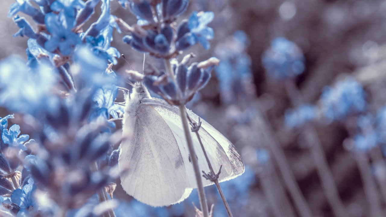 Обои лаванда, бабочка, насекомое, мотыльки и бабочки, Понтии в разрешении 1280x720