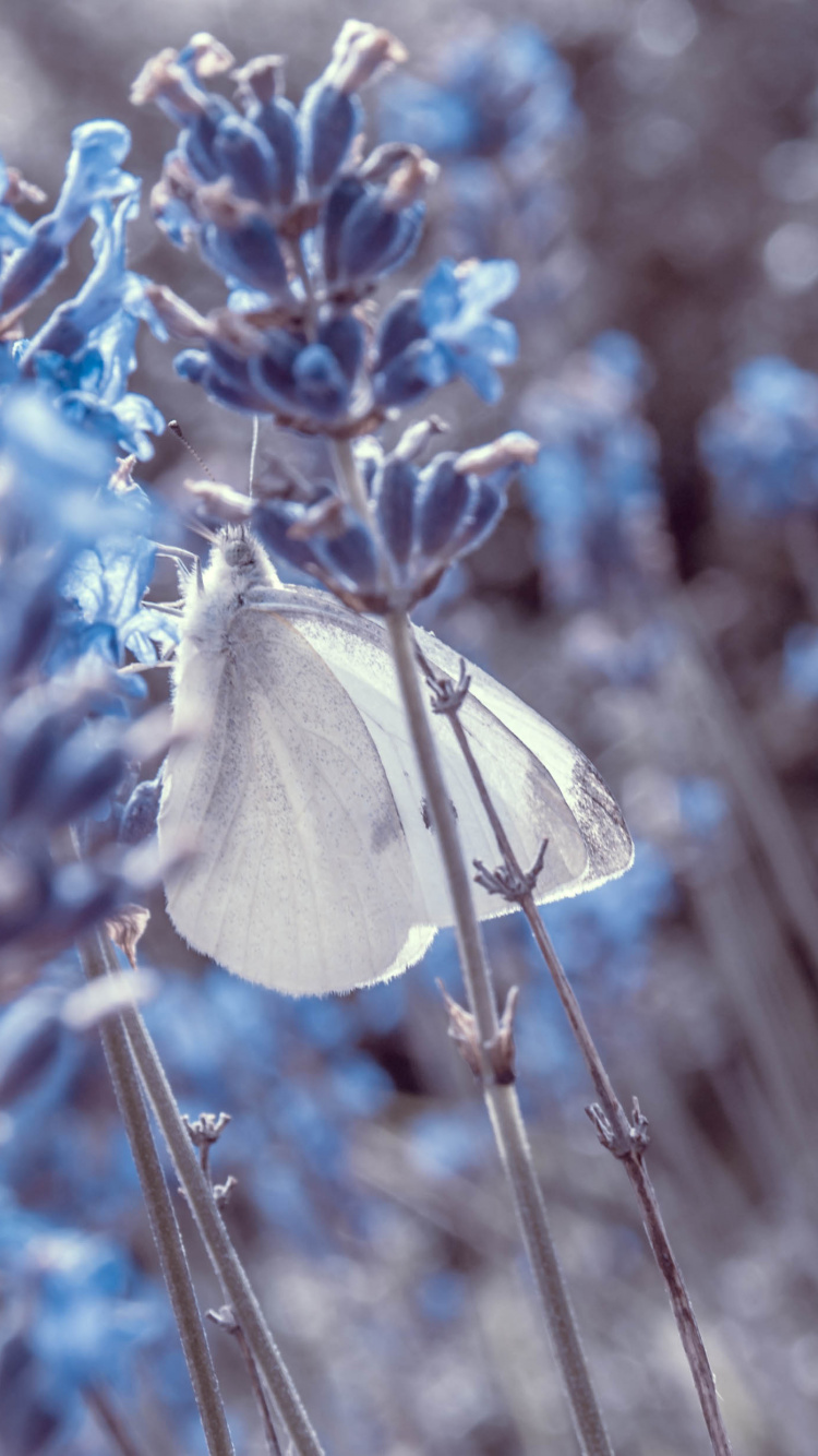 Обои лаванда, бабочка, насекомое, мотыльки и бабочки, Понтии в разрешении 750x1334