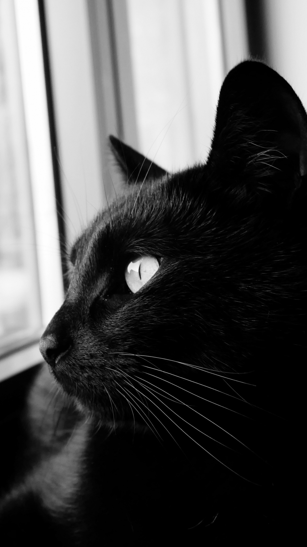 Обои черная кошка, кот, кошачьих, черный, бакенбарды в разрешении 1080x1920