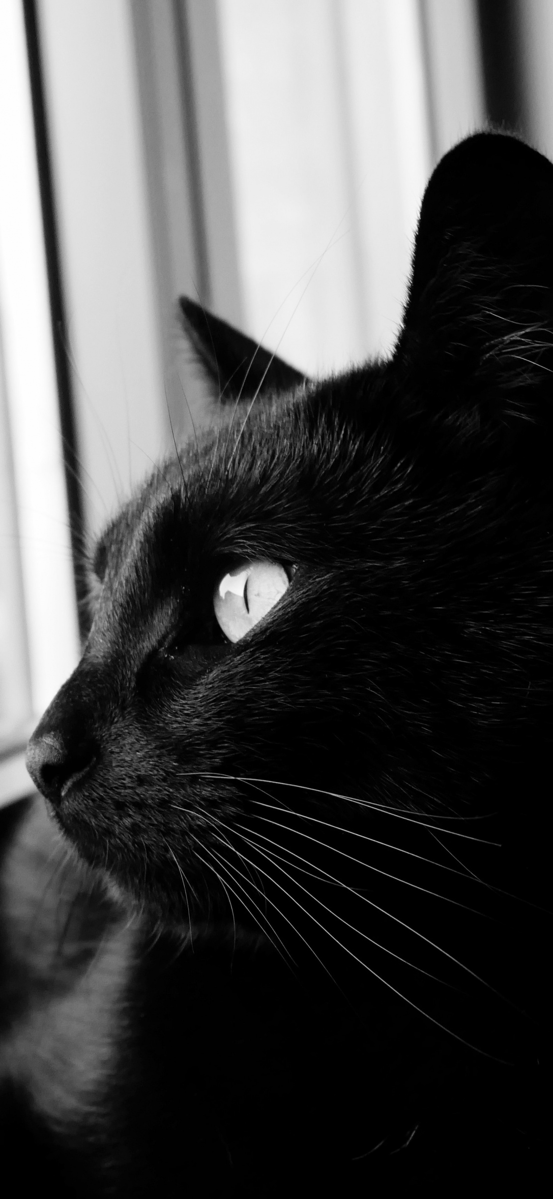 Обои черная кошка, кот, кошачьих, черный, бакенбарды в разрешении 1125x2436