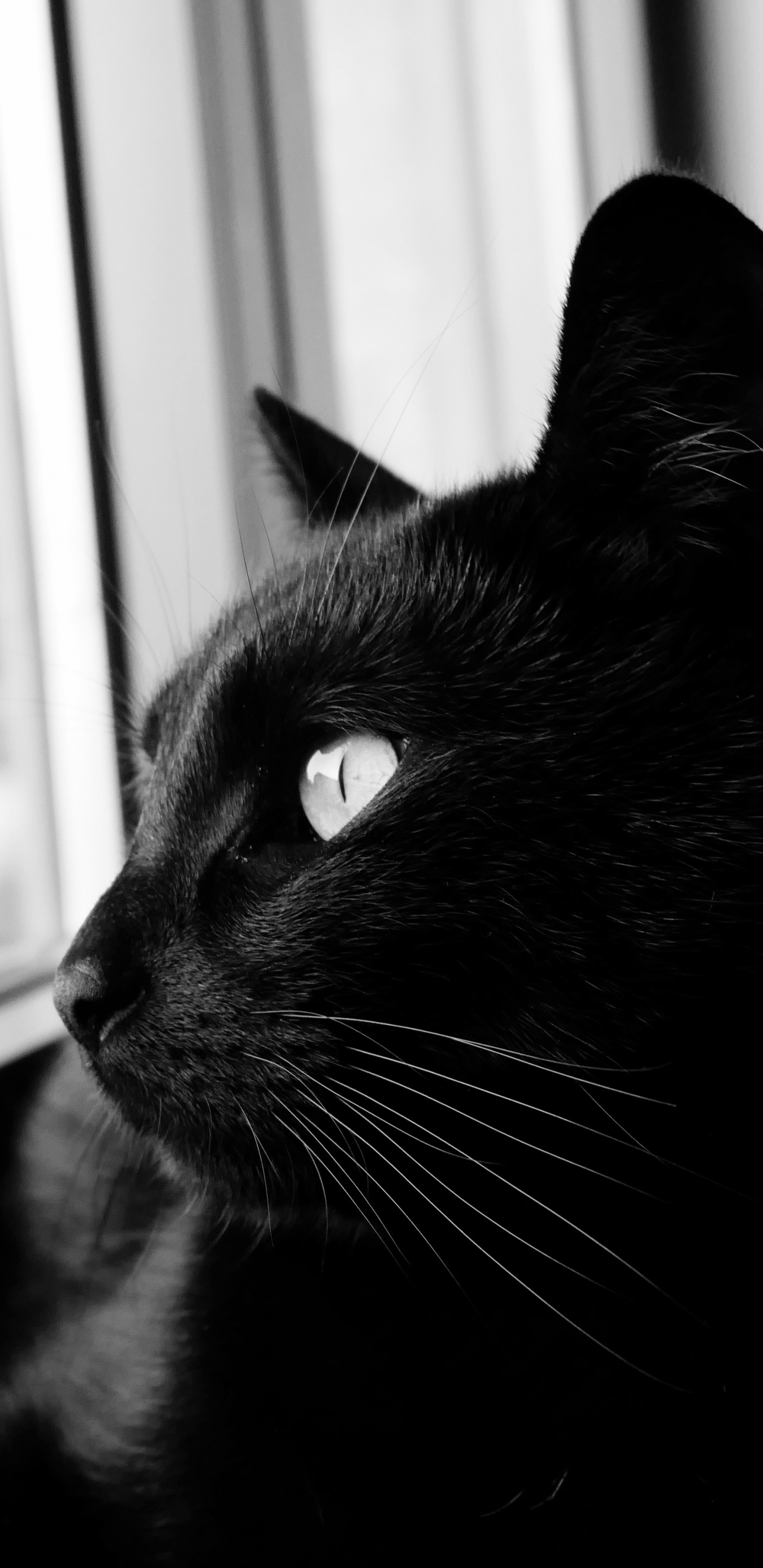 Обои черная кошка, кот, кошачьих, черный, бакенбарды в разрешении 1440x2960