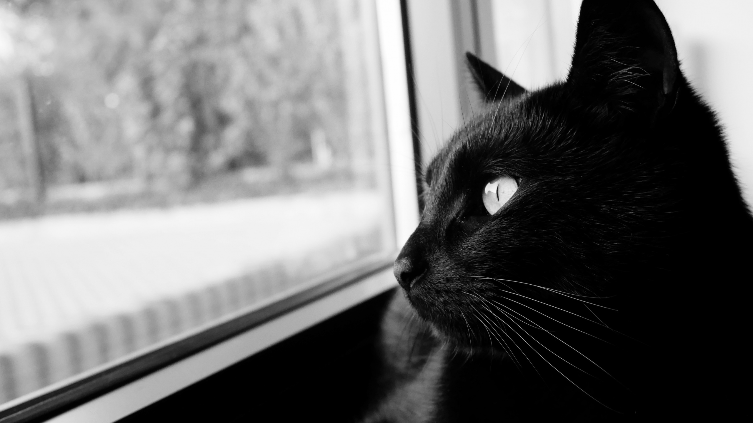 Обои черная кошка, кот, кошачьих, черный, бакенбарды в разрешении 2560x1440