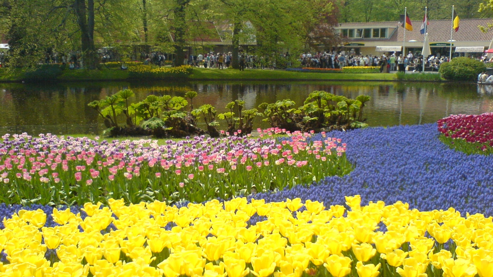 Обои цветковое растение, сад, Ботанический сад, растение, весна в разрешении 1920x1080