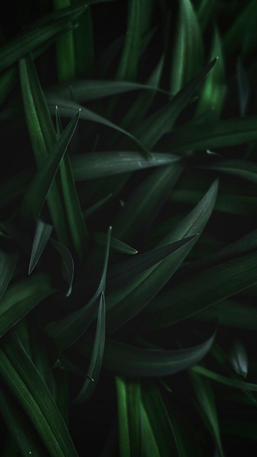 Обои лист, стебель растения, растение, наземное растение, цветок в разрешении 1080x1920