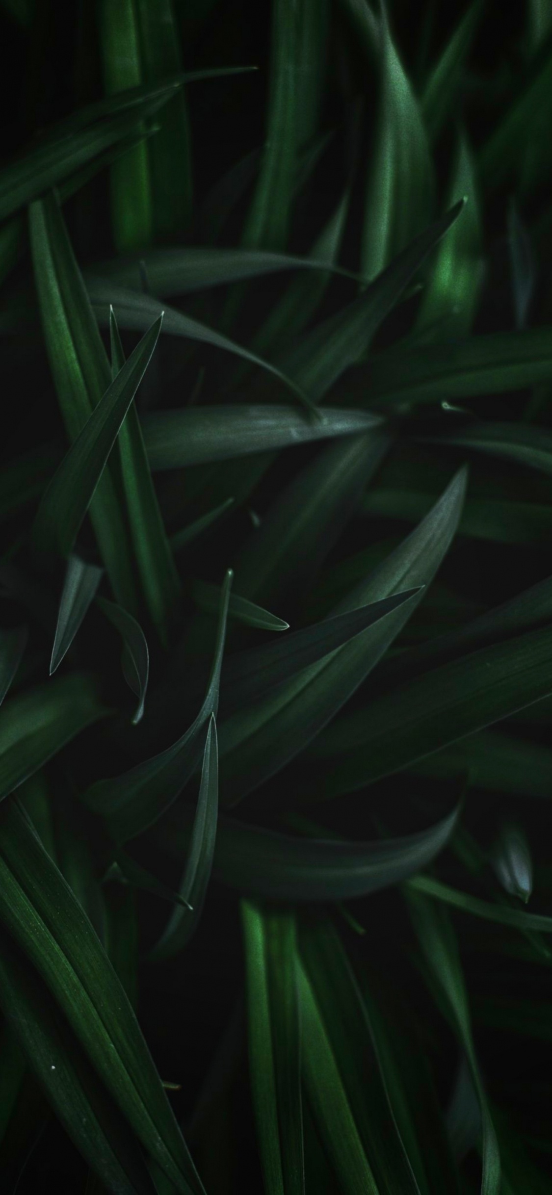 Обои лист, стебель растения, растение, наземное растение, цветок в разрешении 1125x2436