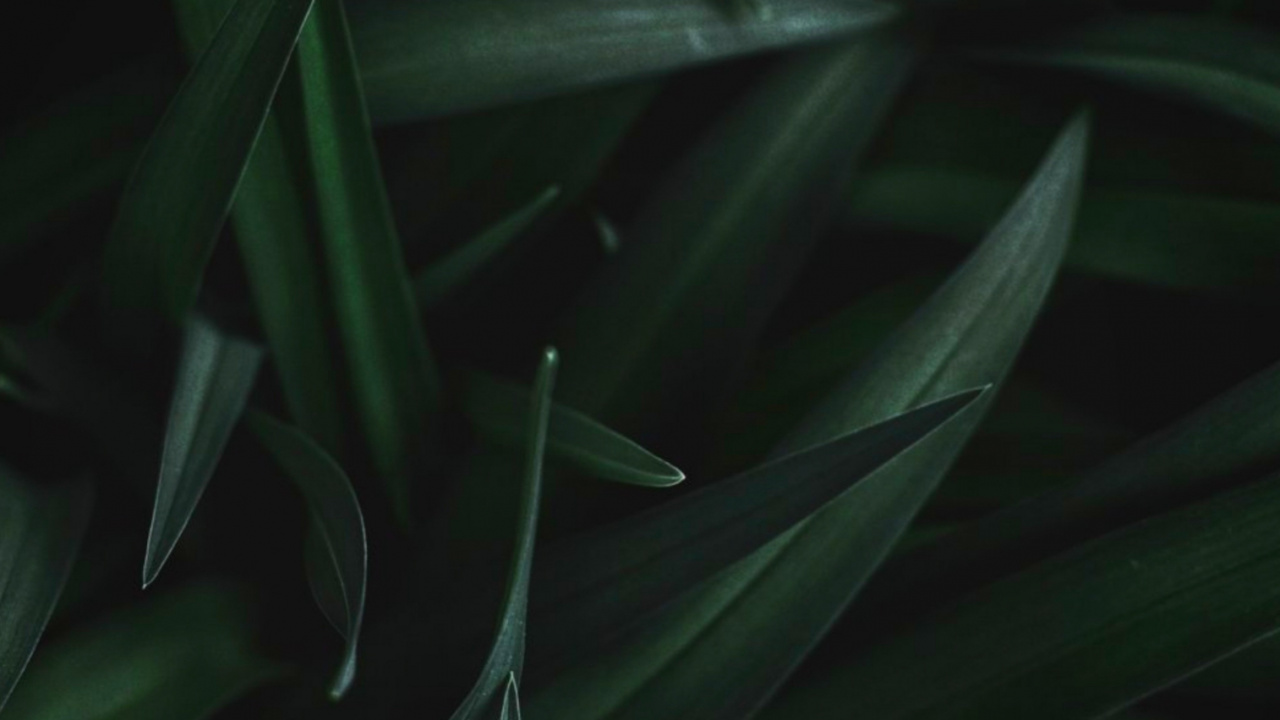 Обои лист, стебель растения, растение, наземное растение, цветок в разрешении 1280x720