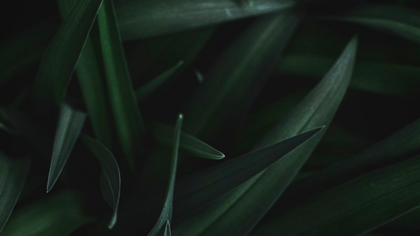 Обои лист, стебель растения, растение, наземное растение, цветок в разрешении 1366x768