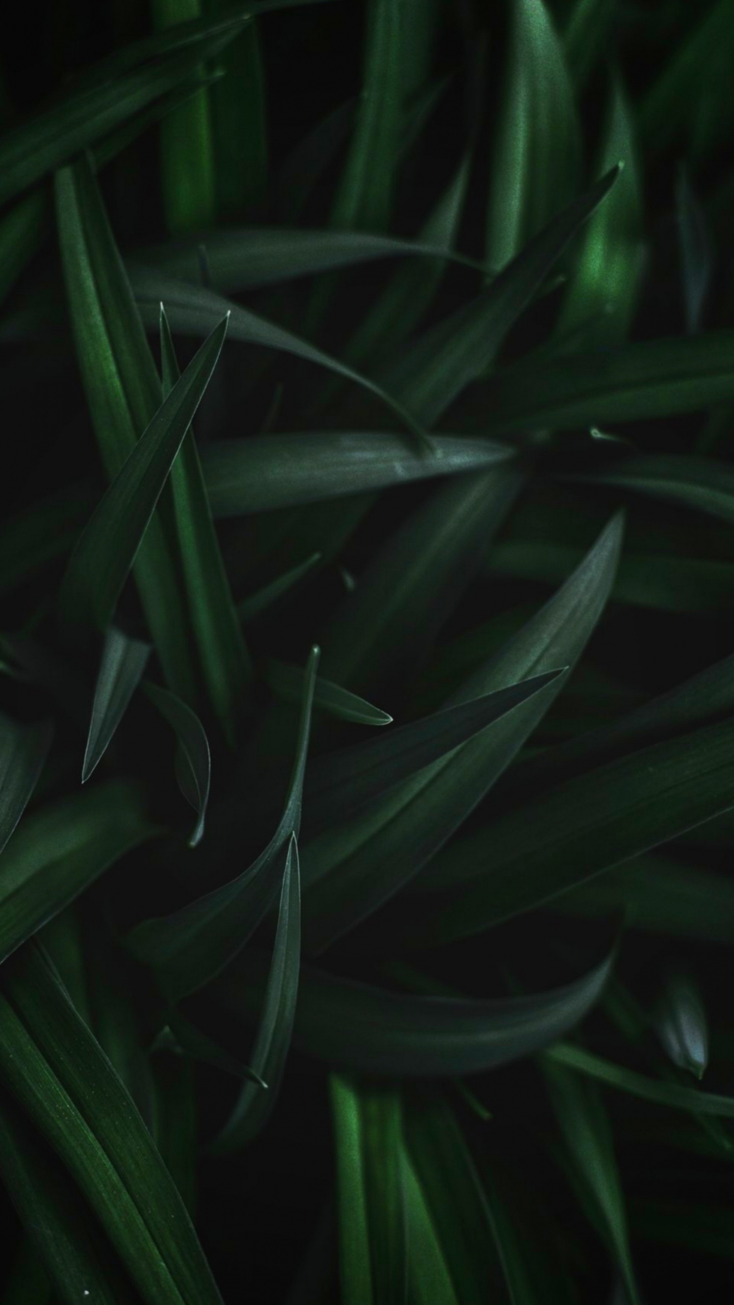 Обои лист, стебель растения, растение, наземное растение, цветок в разрешении 1440x2560