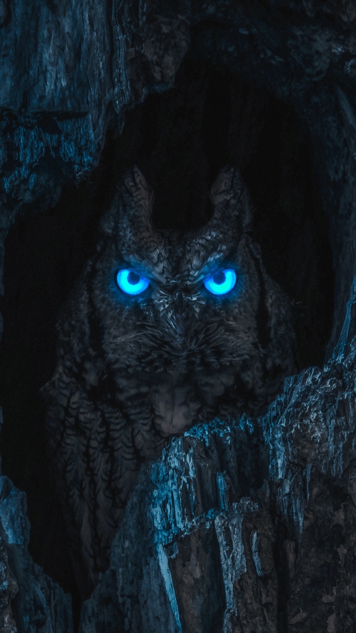 Обои темнота, сова, ирис, электрик, морда в разрешении 720x1280