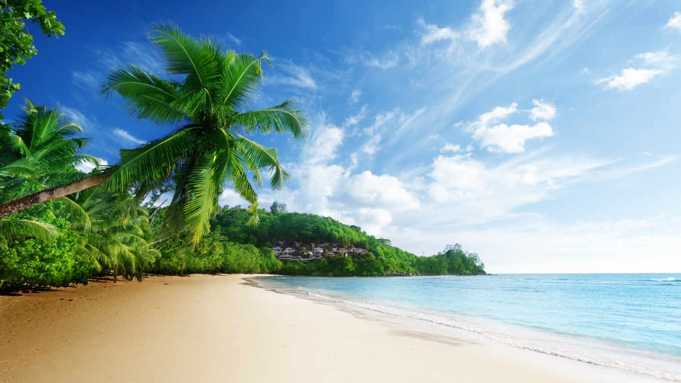 Обои пляж, природа, тропическая зона, растительность, море в разрешении 1366x768