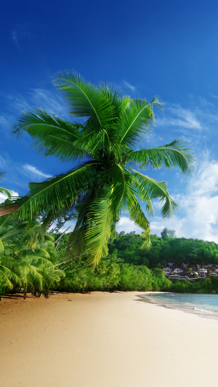 Обои пляж, природа, тропическая зона, растительность, море в разрешении 720x1280