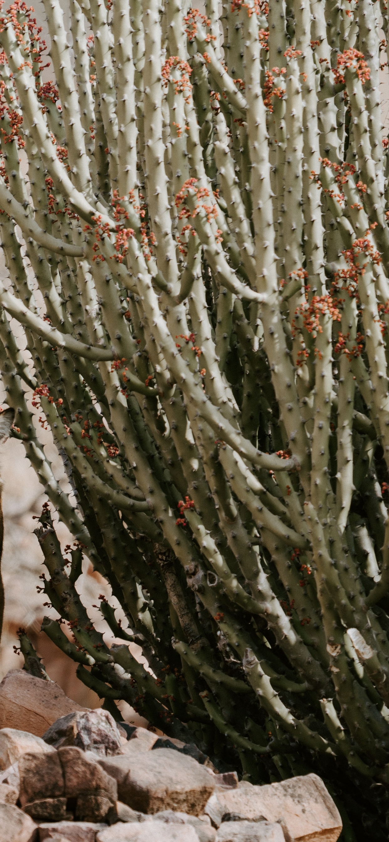 Обои национальный парк рантхамборе, национальный парк Крюгера, Национальный Парк Кеоладео, национальный парк, Chambal в разрешении 1242x2688