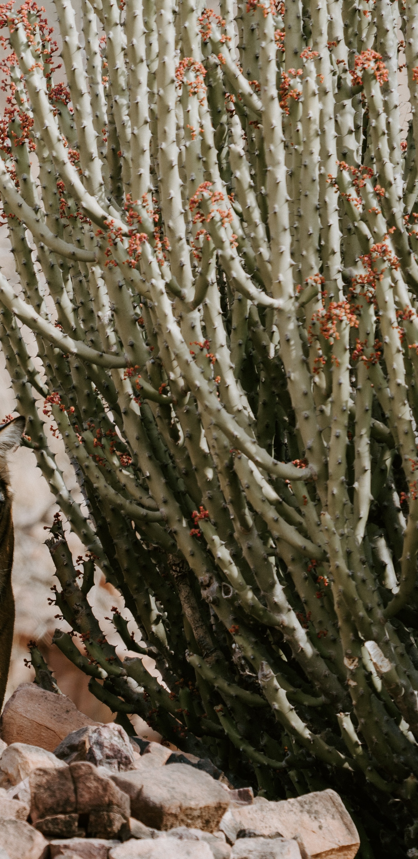 Обои национальный парк рантхамборе, национальный парк Крюгера, Национальный Парк Кеоладео, национальный парк, Chambal в разрешении 1440x2960