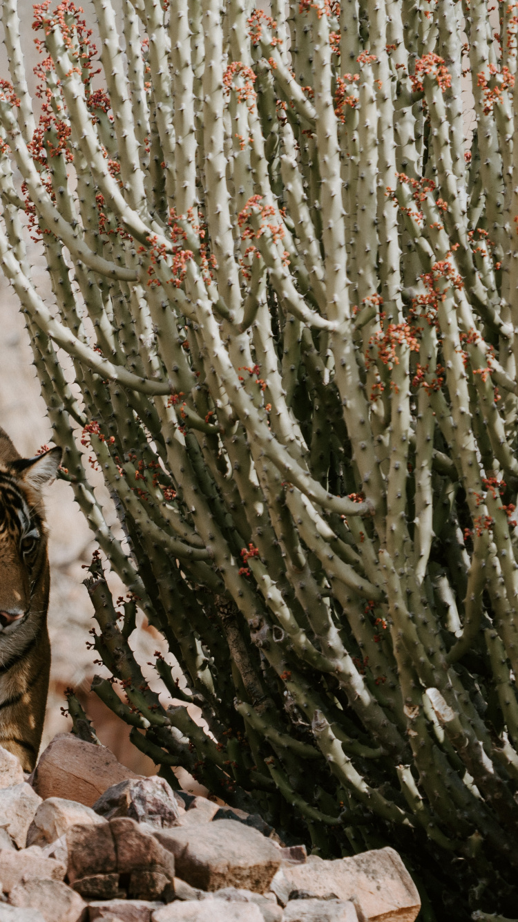 Обои национальный парк рантхамборе, национальный парк Крюгера, Национальный Парк Кеоладео, национальный парк, Chambal в разрешении 750x1334