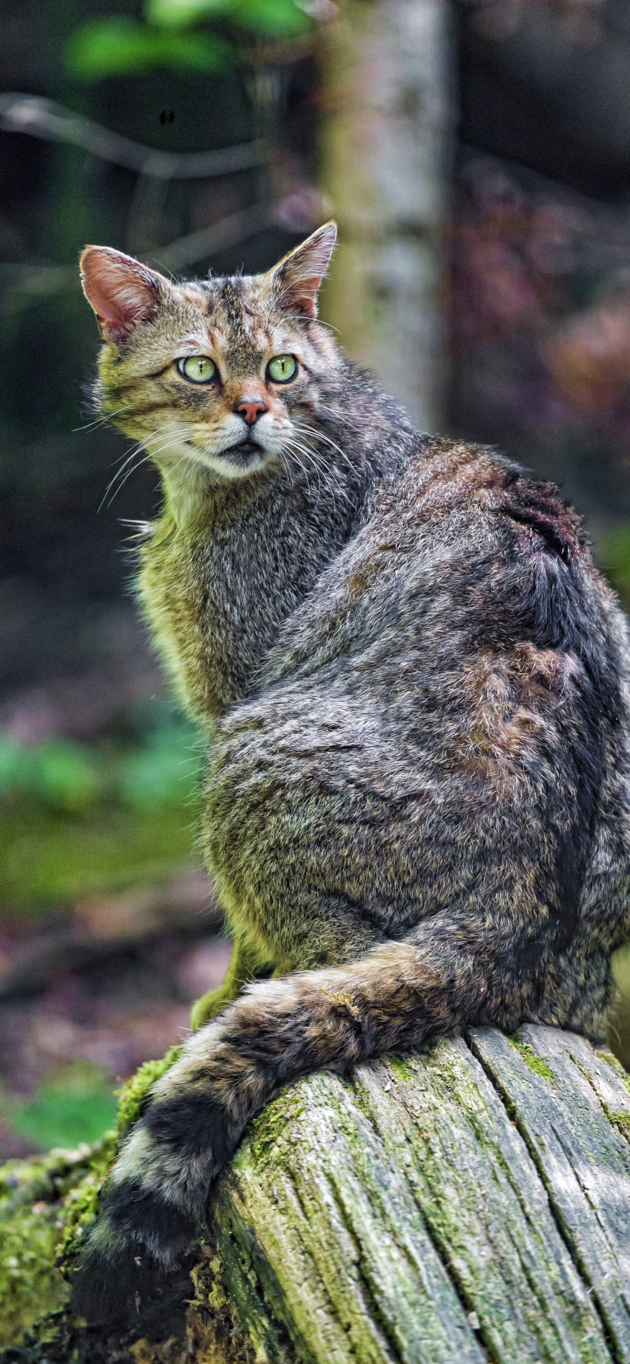 Обои Дикая кошка, котенок, кот, живая природа, животное в разрешении 1242x2688