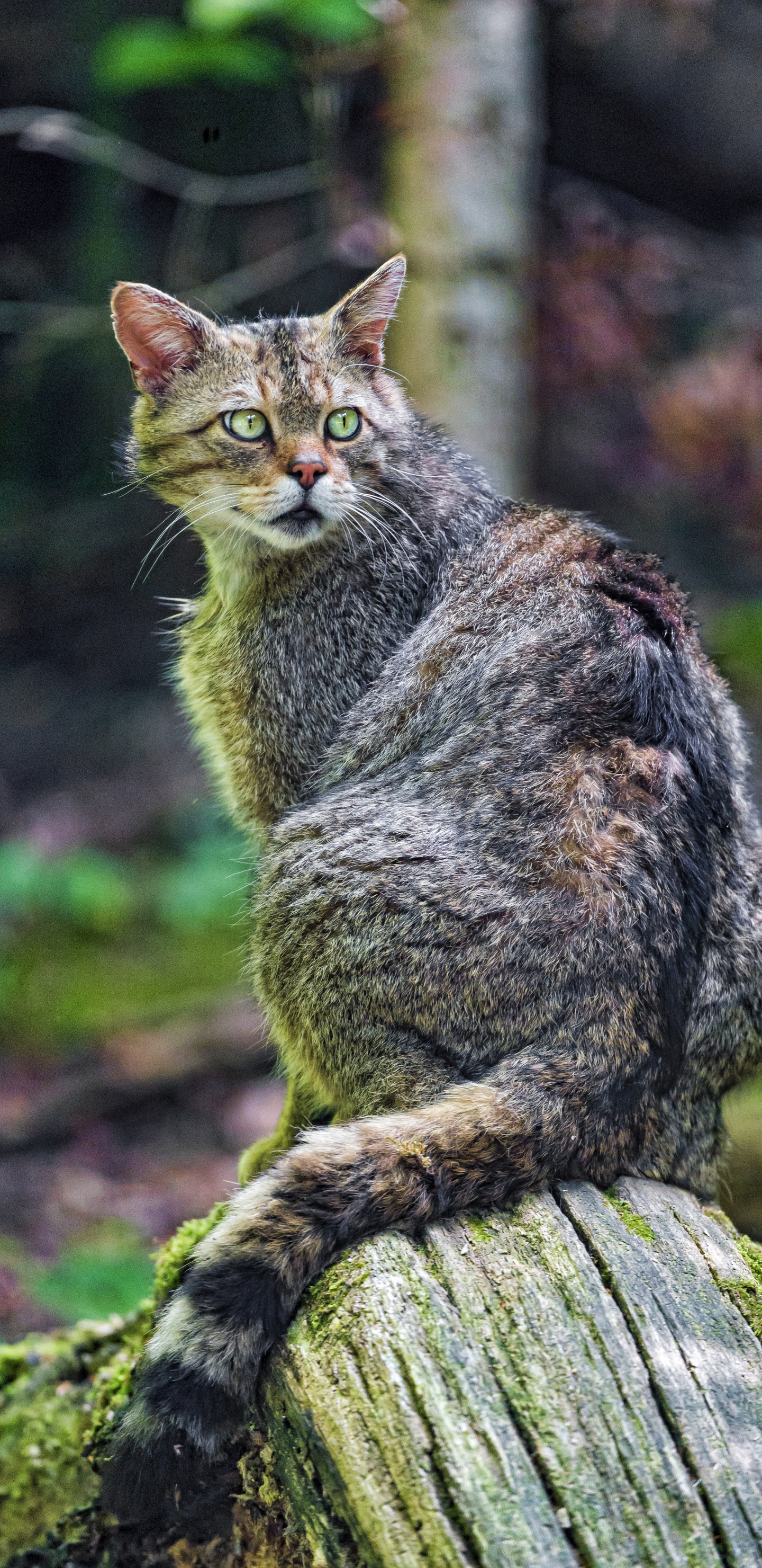 Обои Дикая кошка, котенок, кот, живая природа, животное в разрешении 1440x2960