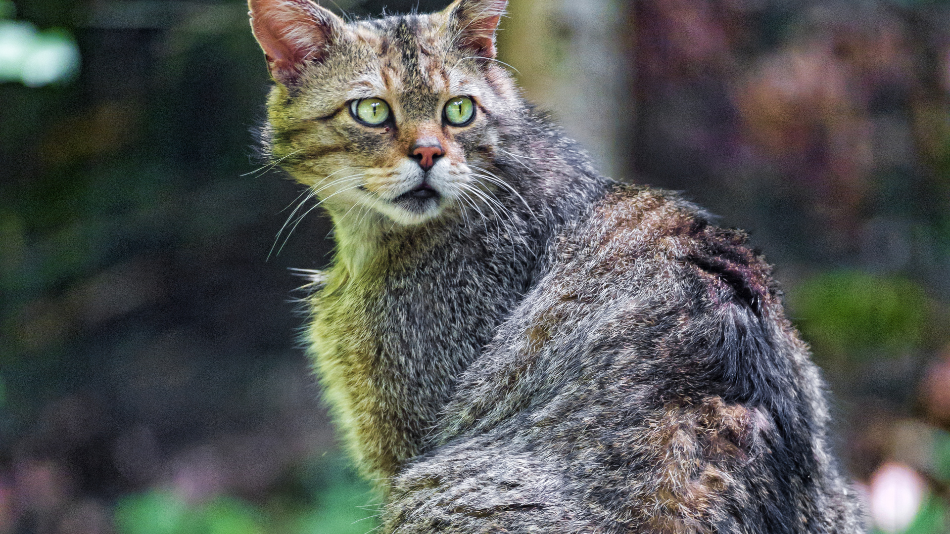 Обои Дикая кошка, котенок, кот, живая природа, животное в разрешении 1920x1080