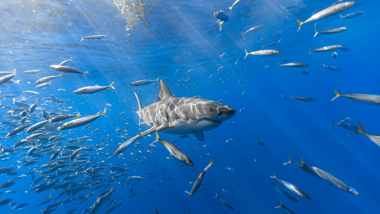 Обои вода, морская биология, рыба, подземные воды, живая природа в разрешении 1280x720