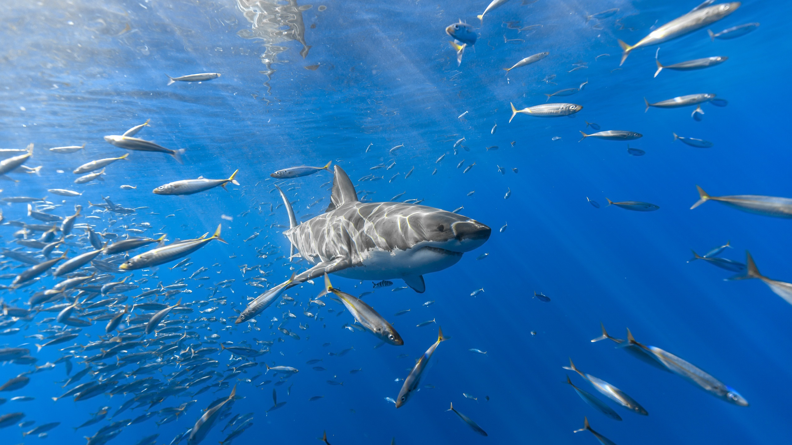 Обои вода, морская биология, рыба, подземные воды, живая природа в разрешении 2560x1440