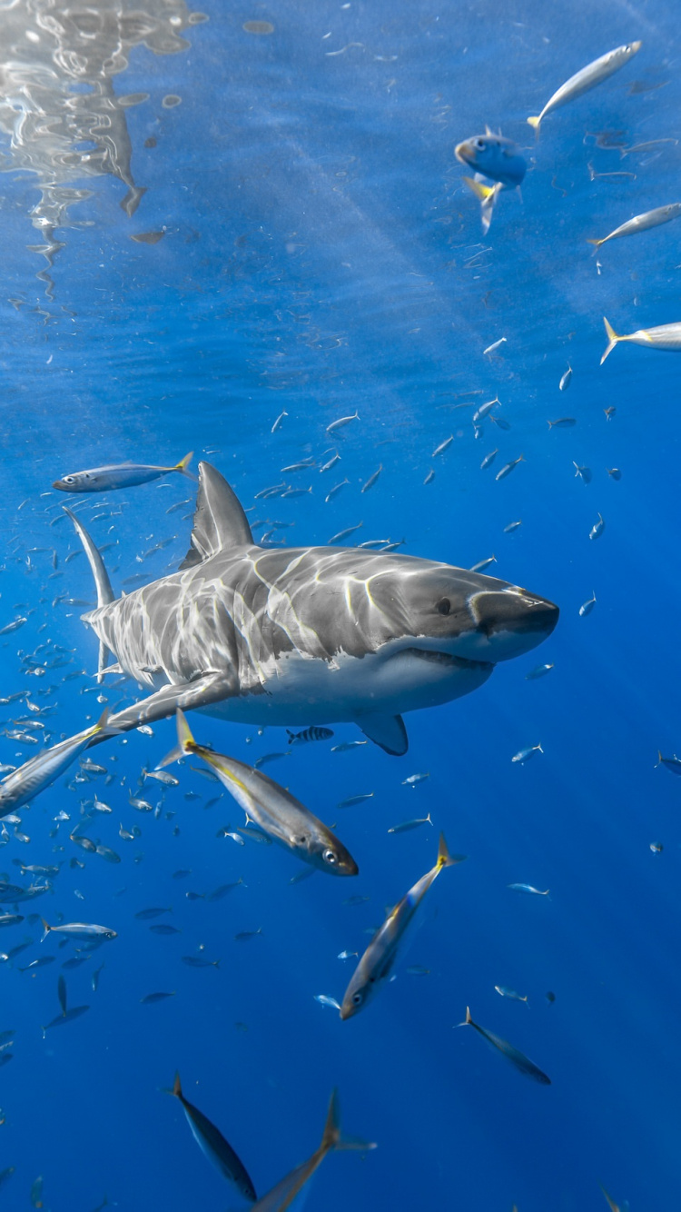 Обои вода, морская биология, рыба, подземные воды, живая природа в разрешении 750x1334