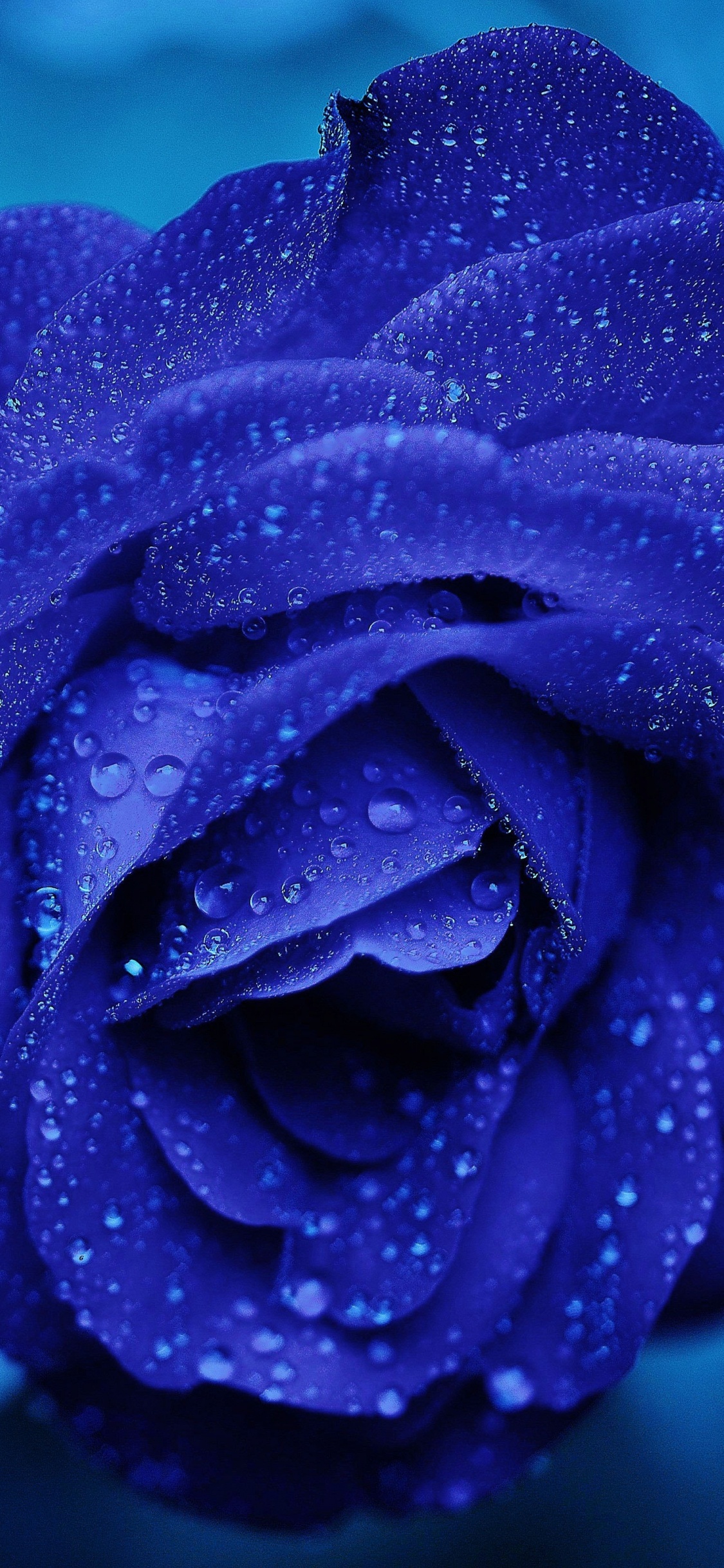 Обои синяя роза, Роза, синий, цветок, вода в разрешении 1125x2436