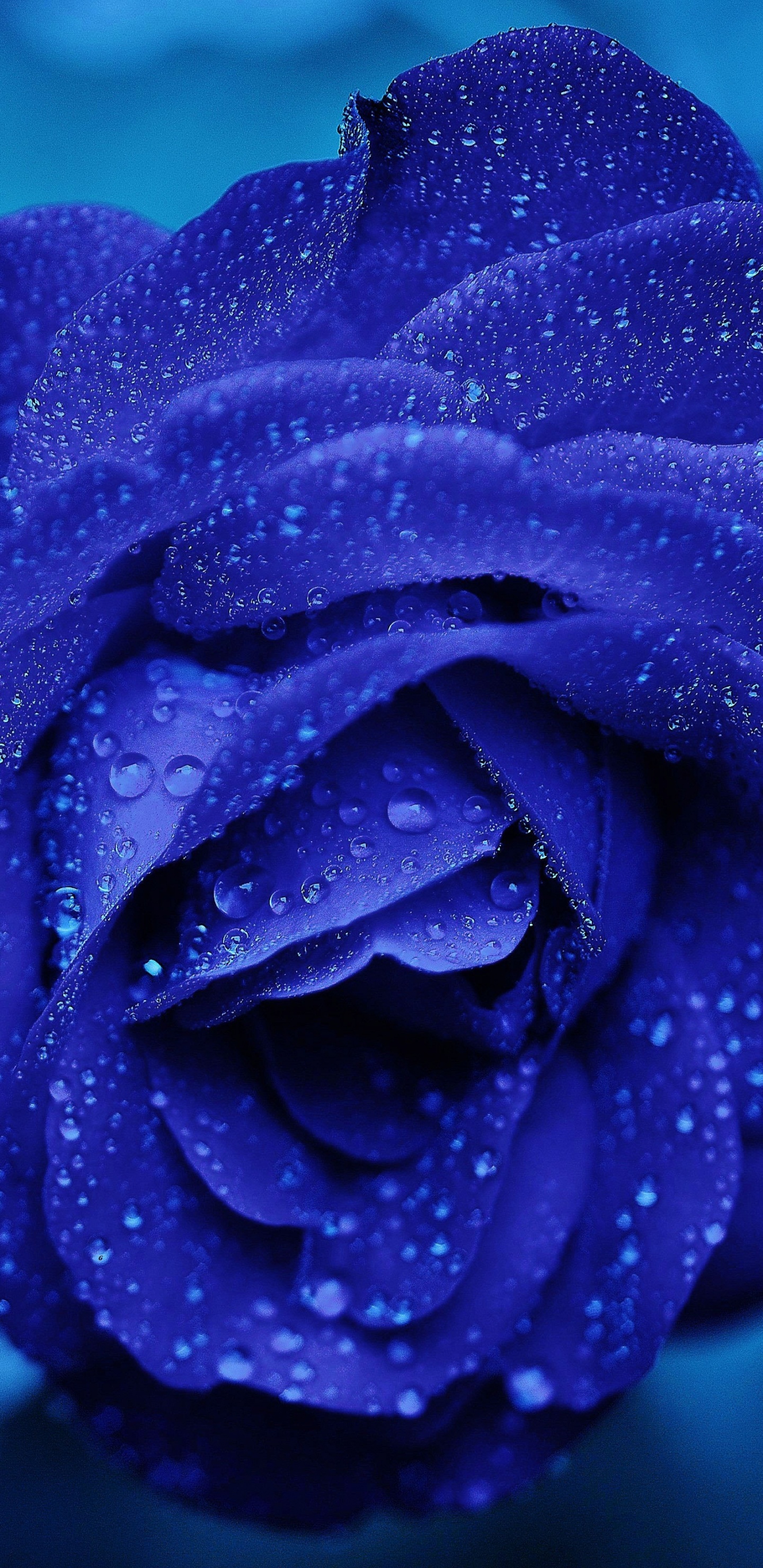Обои синяя роза, Роза, синий, цветок, вода в разрешении 1440x2960