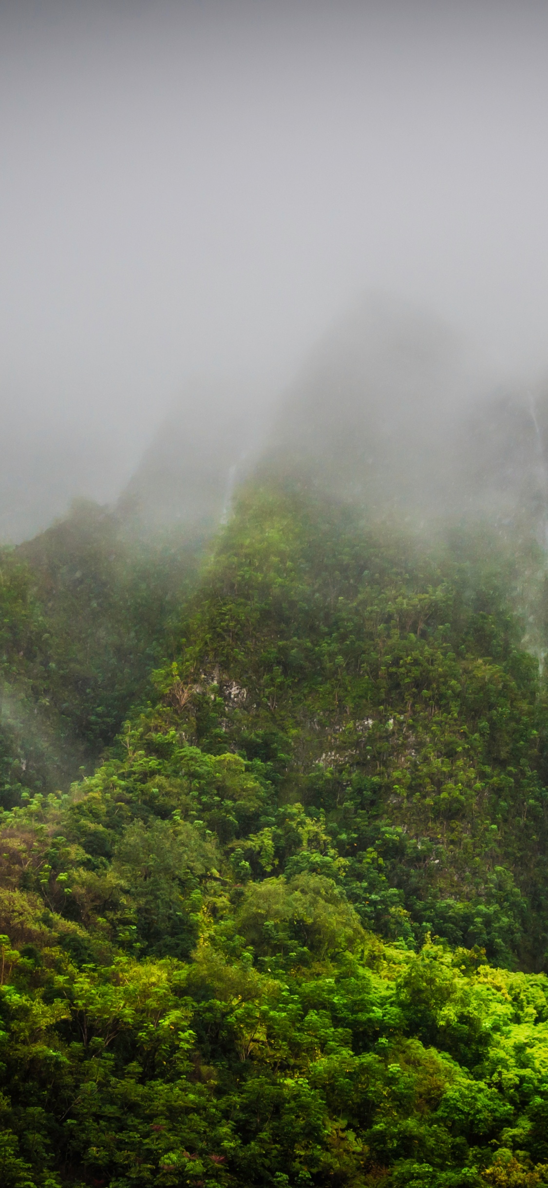 Обои природа, растительность, горная станция, лес, Apple МасВоок Pro в разрешении 1125x2436