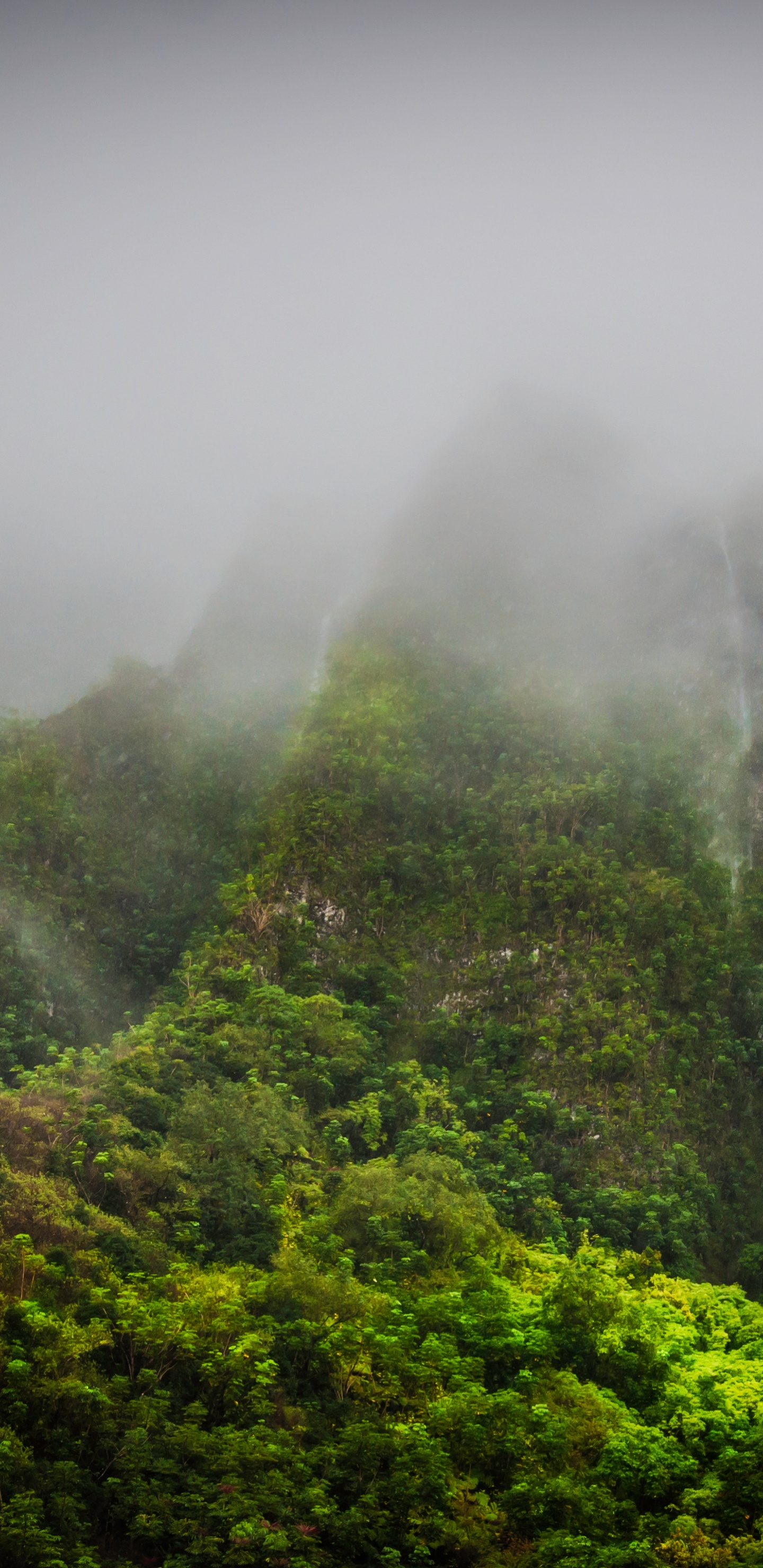 Обои природа, растительность, горная станция, лес, Apple МасВоок Pro в разрешении 1440x2960