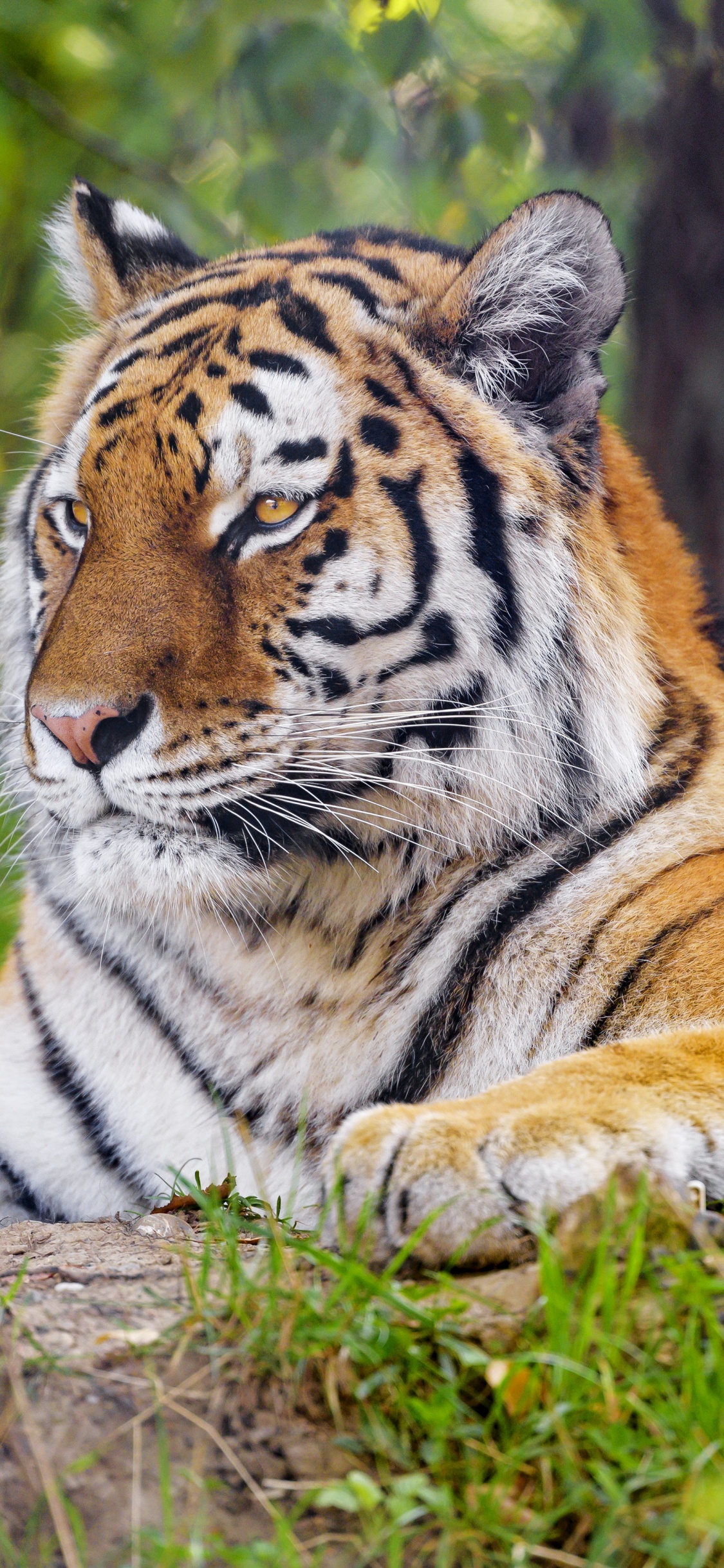 Обои тигр, бенгальский тигр, Амурский тигр, растение, растительное сообщество в разрешении 1125x2436