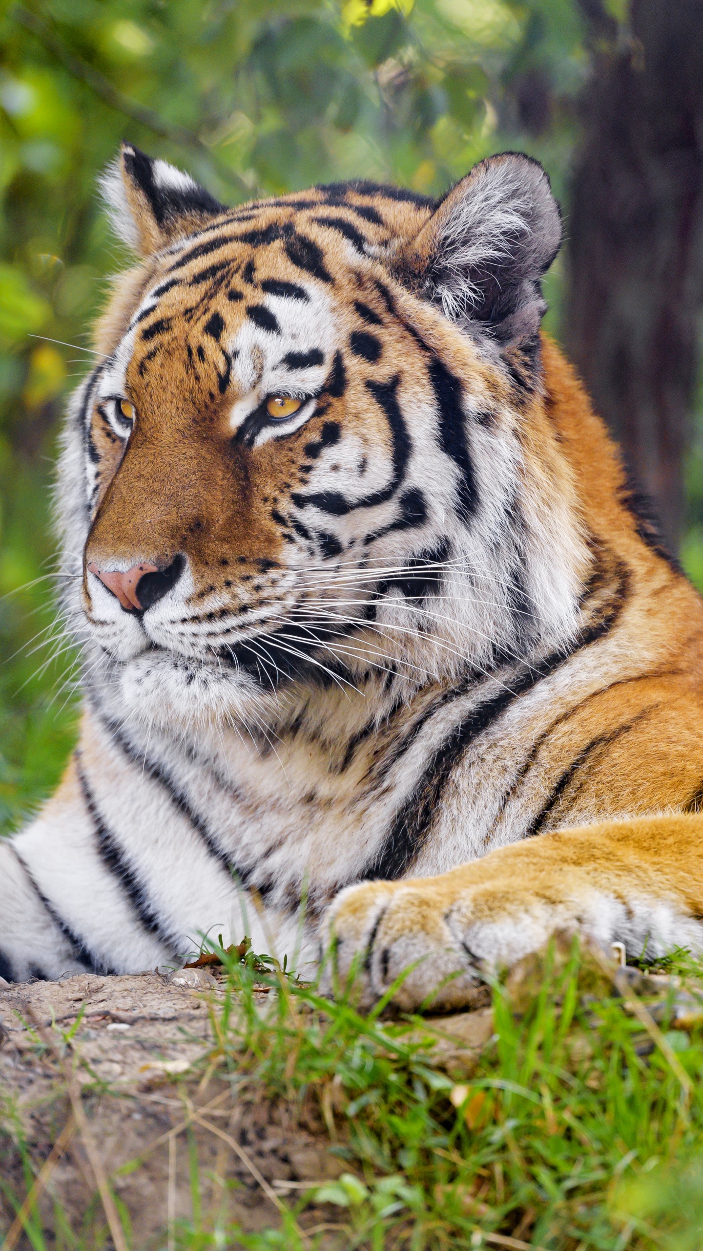 Обои тигр, бенгальский тигр, Амурский тигр, растение, растительное сообщество в разрешении 1440x2560